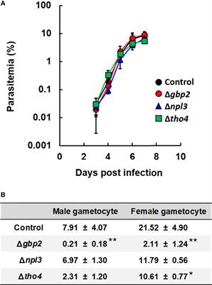 Roles and Cellular Localization of GBP2 and NAB2 During the Blood Stage of Malaria Parasites